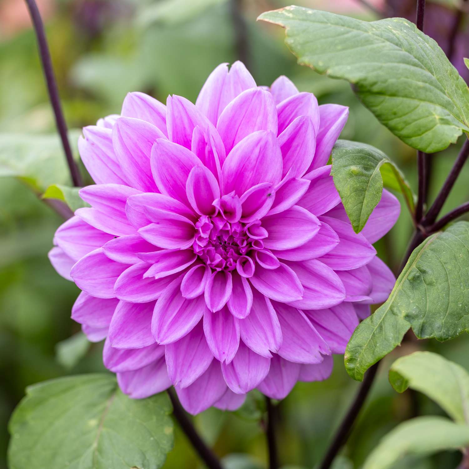 Dahlie 'Lilac Time'